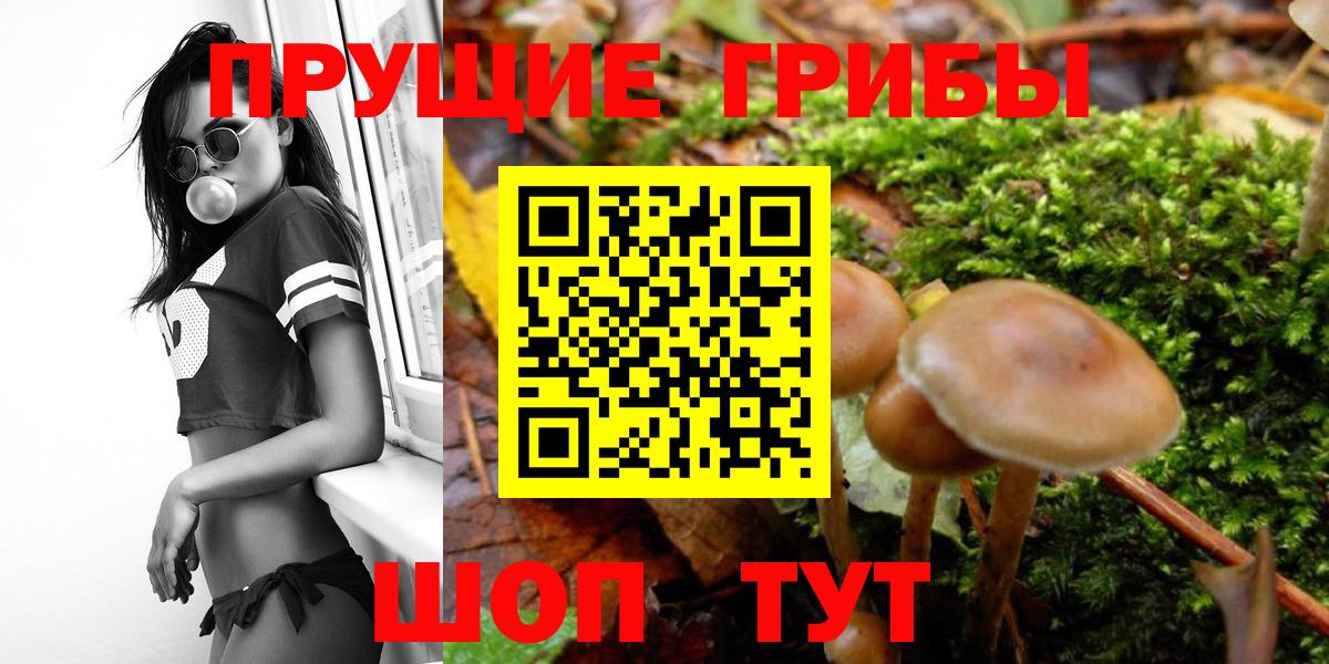 Псилоцибиновые грибы Psilocybe Магнитогорск